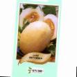 un melon  Titovka l'espèce Photo
