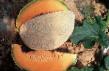 Melone Sorten Kapo F1 Foto und Merkmale