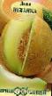 un melon  Yuzhanka l'espèce Photo