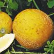 un melon les espèces Kapuchchino Photo et les caractéristiques