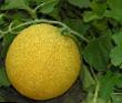 un melon les espèces Sirin F1 Photo et les caractéristiques