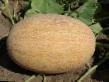 un melon les espèces Afnan F1 Photo et les caractéristiques