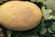 Melon sorter Bizan F1 Fil och egenskaper
