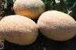 Melon sorter Oksana F1 Fil och egenskaper