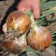 Onion  Sedona F1 grade Photo