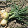 Onion varieties Sibir Photo and characteristics