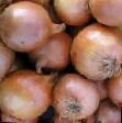 Onion varieties Tvist F1 Photo and characteristics