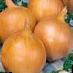 Onion varieties Zolotistyjj Semko F1 Photo and characteristics