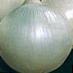 Onion varieties Ala Photo and characteristics
