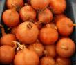 Onion varieties Takmark F1 Photo and characteristics