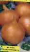 Onion varieties Chernyakovskijj Photo and characteristics