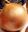 Onion varieties Premito F1 Photo and characteristics