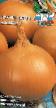 Cebolla variedades Bashar 1 Foto y características