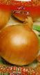 Cebolla variedades Krepysh  Foto y características