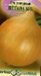 un oignon  Shetana MS l'espèce Photo