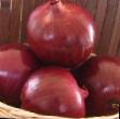 Cebolla variedades Grejjtful Red F1 Foto y características