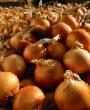 Onion varieties Barito F1 Photo and characteristics