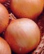 Onion varieties Teton F1  Photo and characteristics
