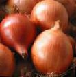 Onion varieties Leone Photo and characteristics