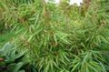 Bambusz