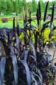 Dekoratívne rastliny Proso traviny, Panicum fialový fotografie