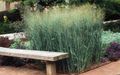 Ukrasne Biljke Proso trave (žitarice), Panicum svijetlo plava Foto