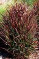 Ornamental Plants Millet cereals, Panicum burgundy,claret Photo