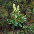 Dísznövény Rebarbara, Da Huang leveles dísznövények, Rheum világos zöld fénykép