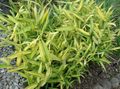Okrasne Rastline Dwarf Belo Progasto Bambusa, Kamuro-Zasa žito, Pleioblastus rumena fotografija