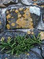 Dekorativa Växter Rustyback Ormbunke, Rostig-Back Ormbunke, Fjällande Svartbräken ormbunkar, Ceterach grön Fil