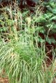 Dísznövény Zsinegfű, Préri Kábelt Fű gabonafélék, Spartina világos zöld fénykép
