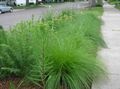 Dekorativní rostliny Sporobolus, Prérie Dropseed obilí zelená fotografie