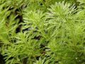  Papiga Pero, Parrotfeather Voda Milfoil vodni, Myriophyllum zelena fotografija