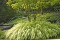 ღია მწვანე მარცვლეული ჰაკონე ბალახის, იაპონელი ტყის ბალახის სურათი და მახასიათებლები