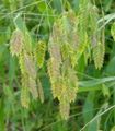 観賞植物 スパングル草、野生オート麦、北の海のオートムギ コーンフレーク, Chasmanthium 緑色 フォト