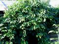 Dekorative Pflanzen Hüpfen dekorative-laub, Humulus lupulus grün Foto