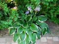 Dekorativní rostliny Jitrocel Lily dekorativní-listnaté, Hosta pestrobarevný fotografie