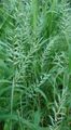 Le piante ornamentali Erba Bottlebrush graminacee, Hystrix patula verde foto