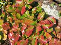 Dekoratiivtaimede Schizocodon lehtköögiviljad ilutaimed mitmevärviline Foto