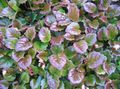 Декоративні Рослини Шізокодон декоративно-листяні, Schizocodon різнокольоровий Фото
