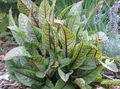 plandaí ornáideach Duga Fuilteacha, Duga Dearg-Veined, Bloodwort ornamentals leafy, Rumex sanguineus dath il Photo