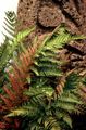 Dekorative Pflanzen Wurmfarn, Schild Farn, Farn Herbst, Dryopteris rot Foto