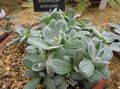 sidabrinis Lapinės Dekoratyviniai Augalai Helichrysum, Karis Augalas, Šiaudų Gėlė Nuotrauka ir charakteristikos