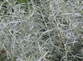 ヘリクリサム、カレープラント、イモーテル 緑豊かな観葉植物, Helichrysum 銀色 フォト