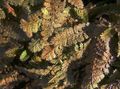 Dekoratívne rastliny Nový Zéland Mosadzné Gombíky dekoratívne a listnaté, Cotula leptinella, Leptinella squalida hnedý fotografie