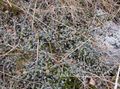 Sierplanten Nieuw-Zeeland Koperen Knopen lommerrijke sierplanten, Cotula leptinella, Leptinella squalida zilverachtig foto