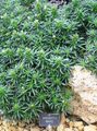 Okrasne Rastline Lithodora Zahnii okrasna listnata zelena fotografija
