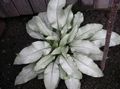 Декоративні Рослини Медуниця декоративно-листяні, Pulmonaria сріблястий Фото