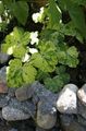 Dekoratyviniai Augalai Dvigubas Columbine lapinės dekoratyviniai augalai, Aquilegia-x-hybrida daugiaspalvis Nuotrauka