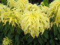 sarı Yapraklı Süs Joseph Ceket, Çeşme Bitki, Yaz Poinsettia, Tampala, Çince Ispanak, Bitkisel Amarant, Een Choy fotoğraf ve özellikleri